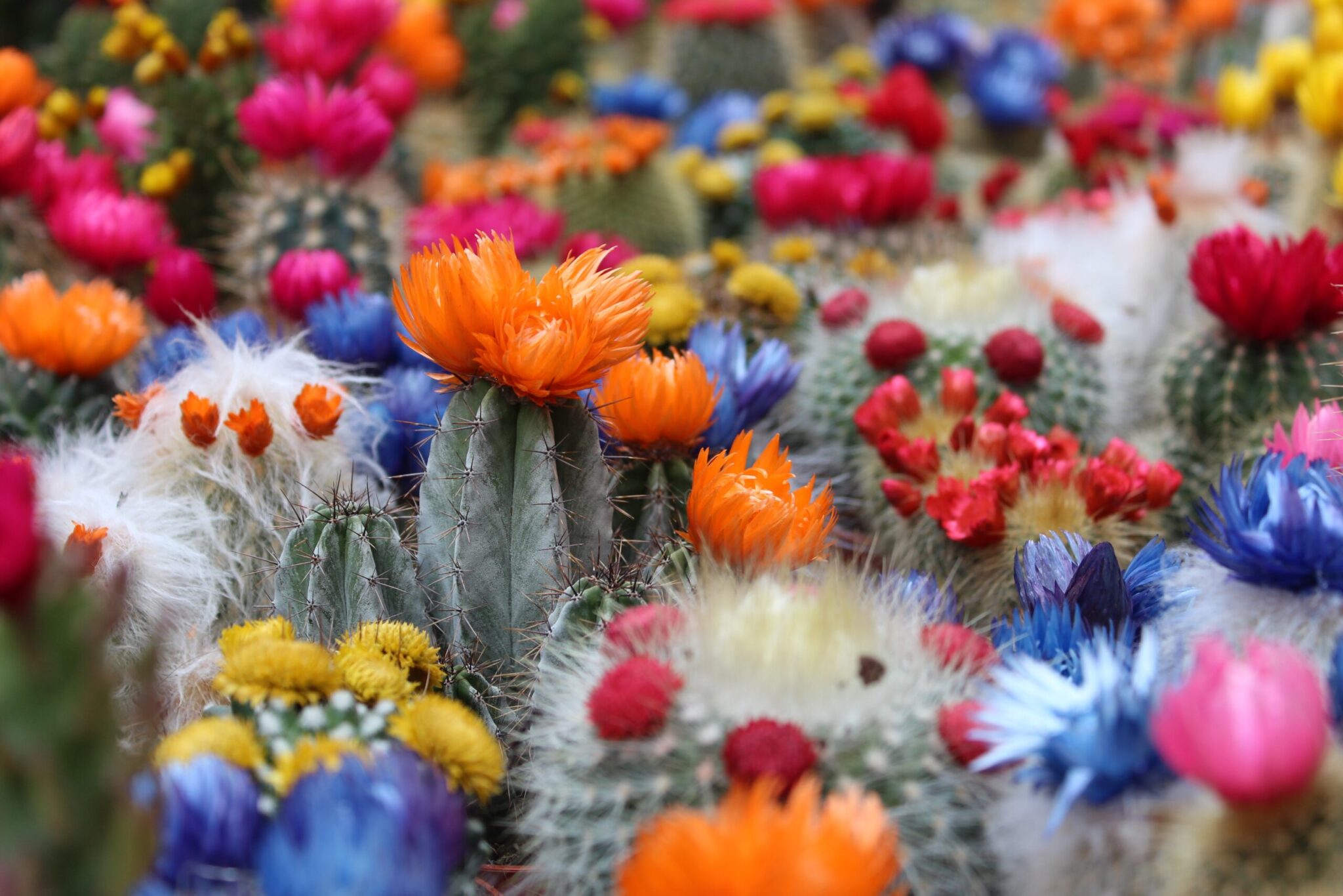 beautiful field of colorful cactus with multi-colored flowers and thorns demonstrating opposites